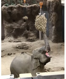 🐘 | その他
