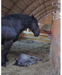 🐴 | その他