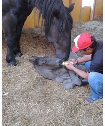 🐴 | その他