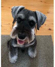 ミニチュアシュナウザー | おりの名はムック⚮̈ (その他)