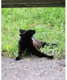 黒猫さん | その他