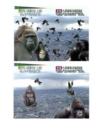 ゴリラゲイ雨😱⚡️ | その他