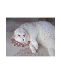 うちの猫🐈💕 | 名前はチャーリーฅ^•ﻌ•^ฅ(フォトフレーム)