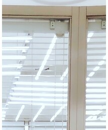 EFFECTOR | サングラス