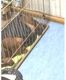 Palm tree | サンダル