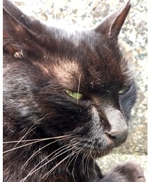 ねこ | 散歩中出会ったニャンコ。かわいい。(雑貨/ホビー)