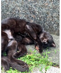 ねこ | 寝てるニャンコ。かわいいかわいい。セクシー。(雑貨/ホビー)