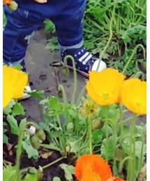 MIKI HOUSE | スニーカー