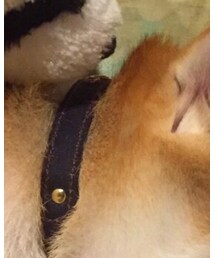 柴犬 | その他