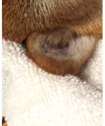 コストコ | タオル