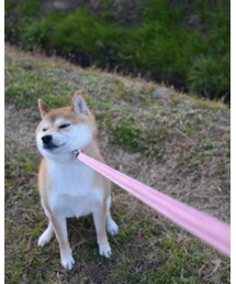 柴犬 | 柴犬ふうちゃん😎(その他)