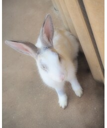 🐰 | その他