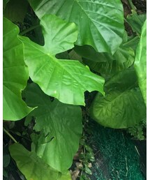 NO | ワンピース