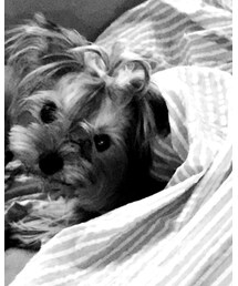 约克夏 | その他