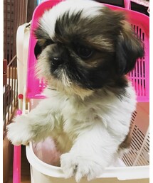 新たな家族✨ | その他