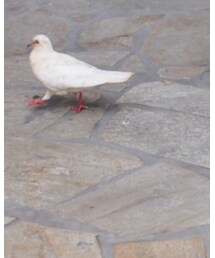 鳩さん待てまて〜！ | アラモアナセンターにいた鳩さん🕊(その他)