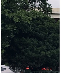 WILD THINGS | キャップ