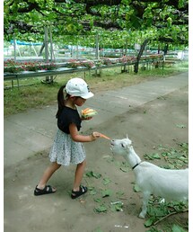餌やり | その他