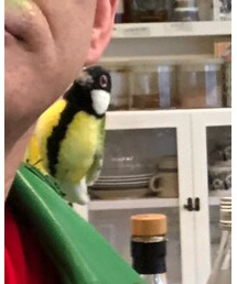 肩の鳥が教えてくれる | その他