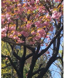 散り気味な八重桜 | その他