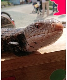 愛しの…… | フィギュア
