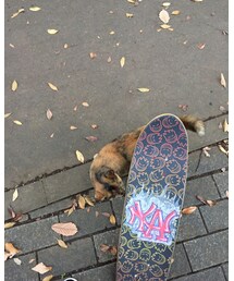 street cat | その他
