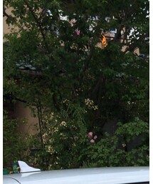 American Apparel | ニットキャップ/ビーニー