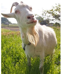 サービスショット(うちの山羊) | その他