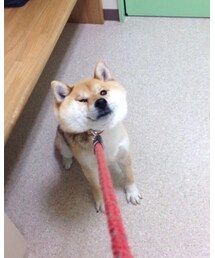 知り合いの犬かわいすぎw | その他