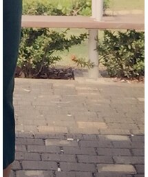 no brand | チノパンツ