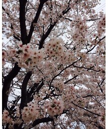 花見🌸 | その他