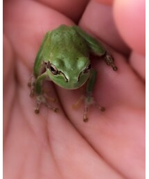 カエル♡ | その他