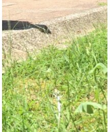 鯉の扇子 | その他