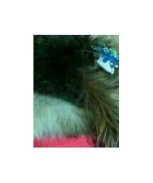 ラヴ | トップス