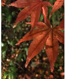 もみじ | その他