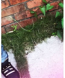 why 1/2 | シューズ