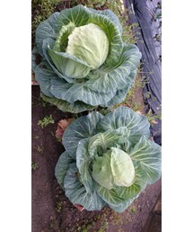 キャベツ(ピアス（片耳用）)