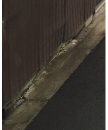 SPECTUSSHOECO. | ブーツ