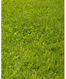 UNIFORM BRIDGE | チノパンツ