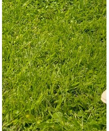 CDG | スニーカー