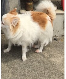 ミニーちゃん | その他