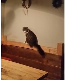 猫 | 雑貨/ホビー