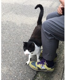 どこぞの猫 | 雑貨/ホビー