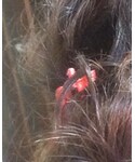 MAISON DE REEFUR(メゾンドリーファー)の「ヘアアクセサリー(バレッタ/ヘアクリップ)」
