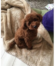 wool1才 | その他