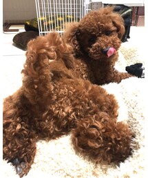 WOOL1歳 | その他