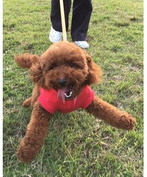 WOOL1歳 | その他