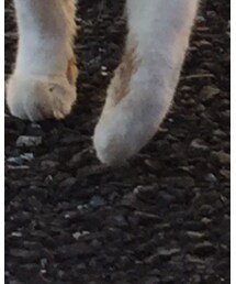 なんやコラ | アクセサリー