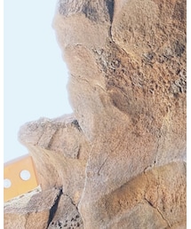 emma limber | トップス