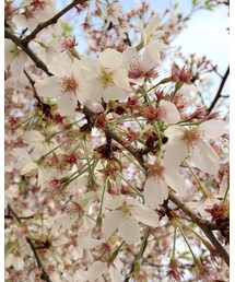 まだ散ってない子🌸 | その他